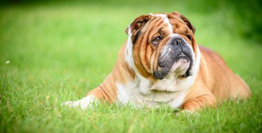Şirin İngiliz bulldog portresi çimenlerin üzerine uzanmış, seçici odaklanma ve boş alan