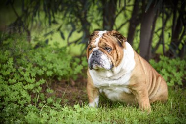 Sevimli İngilizce bulldog, seçici odak portresi