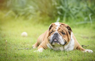 İngiliz Bulldog 'unun üzgün yüzü, seçici odaklanma