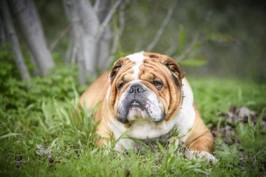 Güzel İngilizce bulldog Portresi, seçici odak 
