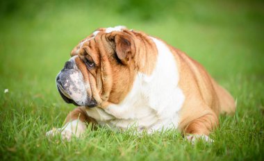 Şirin İngiliz bulldog 'unun portresi çimlerin üzerine uzanmış, seçici bir şekilde odaklanmış.