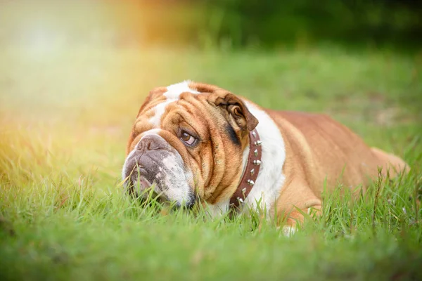 Carino Bulldog Inglese Sdraiato Sull Erba Messa Fuoco Selettiva — Foto Stock