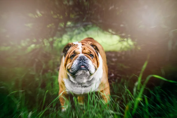 Hermoso Bulldog Inglés Aire Libre Enfoque Selectivo —  Fotos de Stock