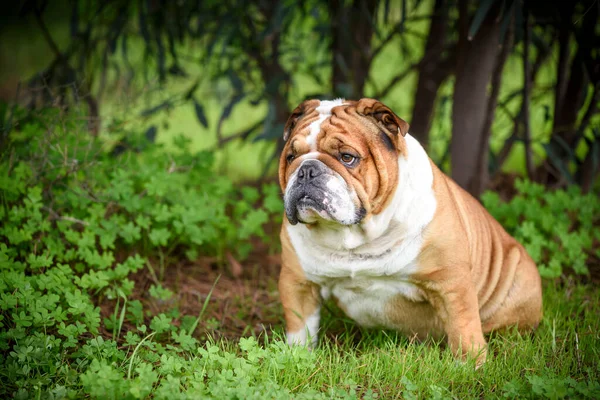 Ritratto Bulldog Inglese Carino Fuoco Selettivo — Foto Stock