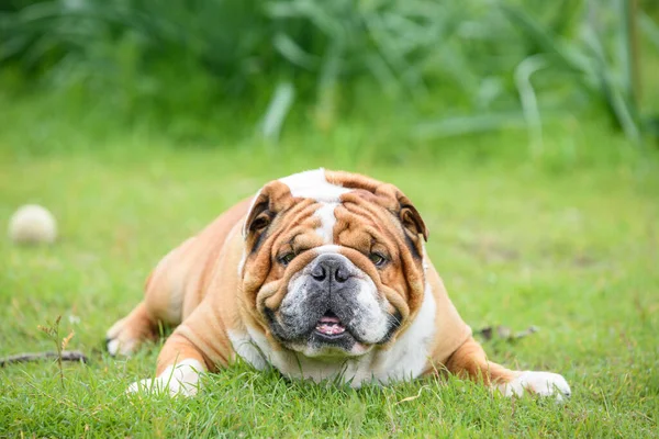 Yorgun Ngiliz Bulldog Uzanmış Seçici Odaklanma — Stok fotoğraf