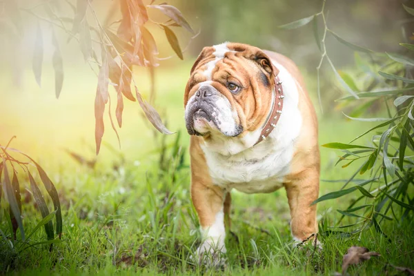 Cute Angielski Bulldog Outdoor Selektywne Skupienie — Zdjęcie stockowe