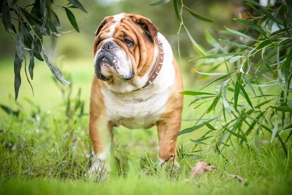 Retrato Bulldog Inglês Adulto Foco Seletivo — Fotografia de Stock