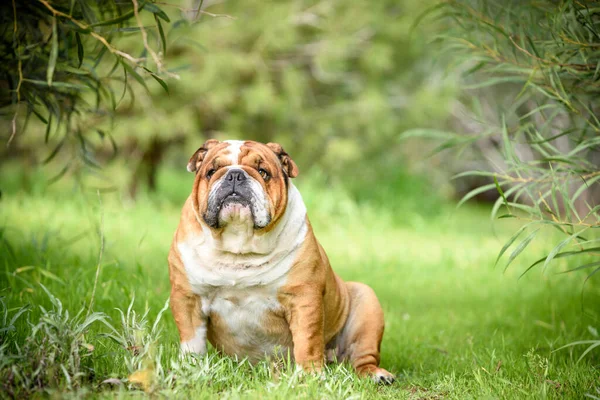 Aranyos Angol Bulldog Szabadtéri Szelektív Összpontosít Portréja Stock Kép