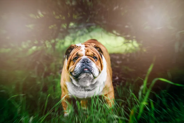 Beautiful English Bulldog Outdoor Selective Focus Stock Photo