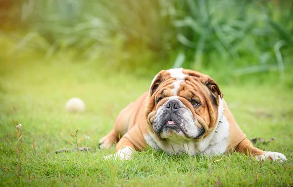 Trauriges Gesicht Der Englischen Bulldogge Selektiver Fokus Stockbild