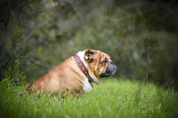 Außenporträt Der Englischen Bulldogge Selektiver Fokus lizenzfreie Stockbilder