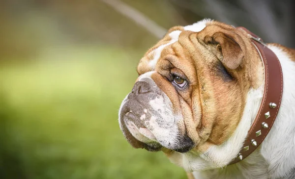 Trauriges Gesicht Der Englischen Bulldogge Selektiver Fokus lizenzfreie Stockbilder