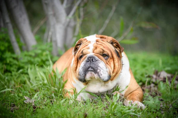 Retrato Bulldog Inglês Bonito Foco Seletivo Imagem De Stock