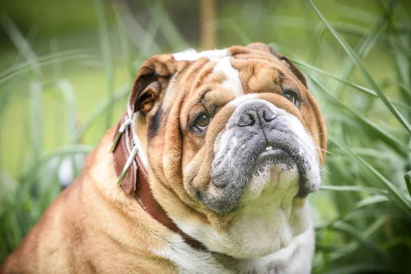 Ngiliz Bulldog Unun Üzgün Yüzü Seçici Odaklanma Stok Fotoğraf