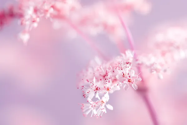 Körsbärsblommor — Stockfoto