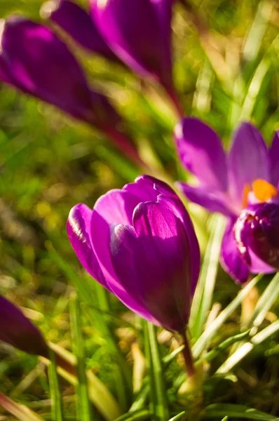 クロッカスの花 — ストック写真