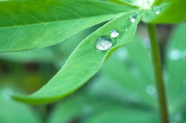 yaprakları damlacıkları ile