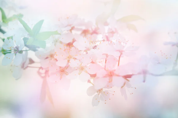 Flowers Background — Stock Photo, Image