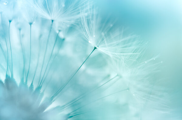 Dandelion Closeup