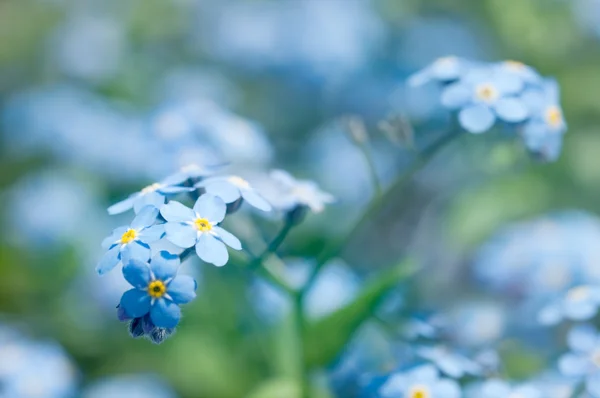 꽃은 잊지 말아요 — 스톡 사진