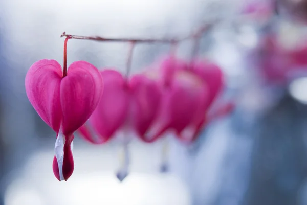 Fondo de flores — Foto de Stock