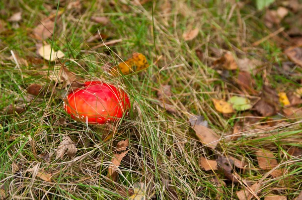 Mushroom — Stock Photo, Image