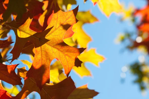 Hojas de otoño —  Fotos de Stock