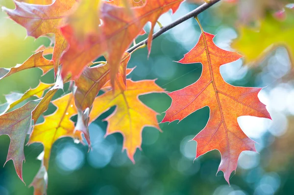 Herbstblätter — Stockfoto