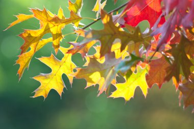Sonbahar Yaprakları