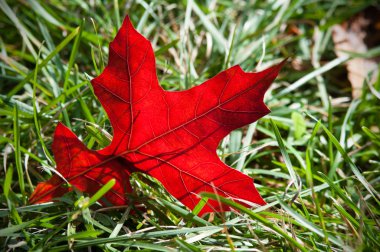 Sonbahar Yaprakları