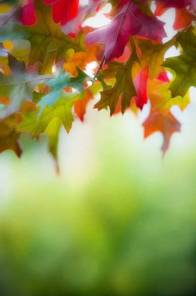 Hojas de otoño —  Fotos de Stock