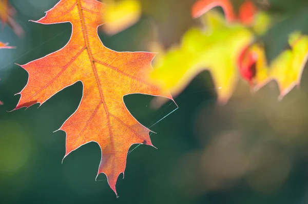 Hojas de otoño —  Fotos de Stock