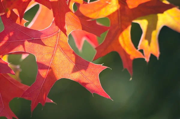 Hojas de otoño —  Fotos de Stock