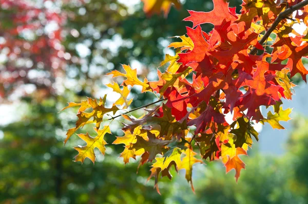 Hojas de otoño —  Fotos de Stock