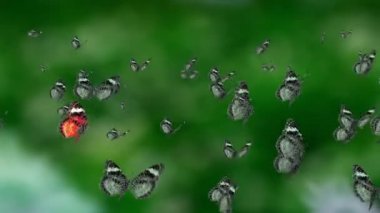 birçok kelebekler uçuyor