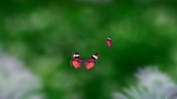Roter Schmetterling fliegt — Stockvideo
