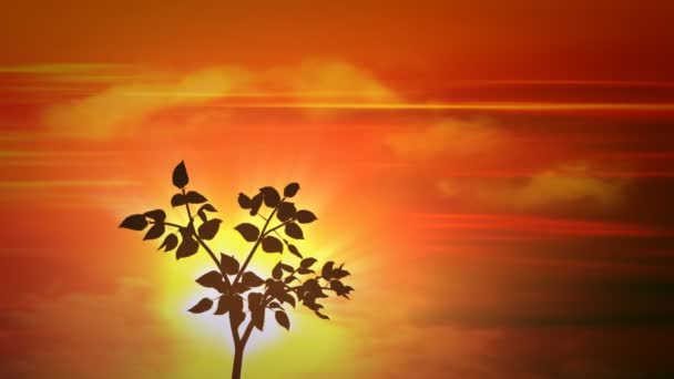 Tramonto piccolo albero — Video Stock