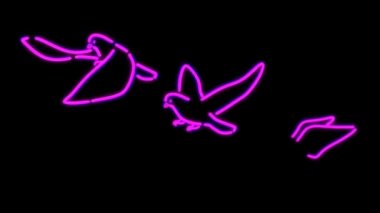 luz PalomaGüvercin ışık