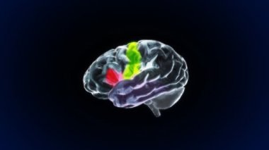 x-ışını beyin parçaları Biyoloji