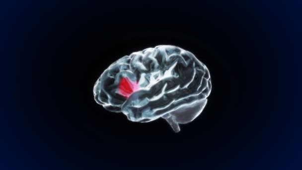 Rayos X Partes cerebrales de la biología — Vídeos de Stock