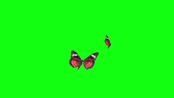 Butterfly green screen — Stock Video