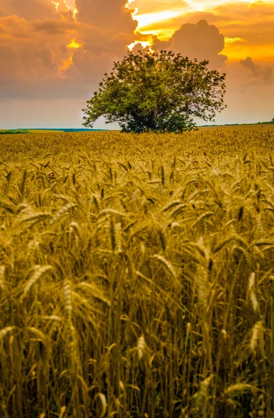 Wheat field against sunset sky — Stock Photo, Image