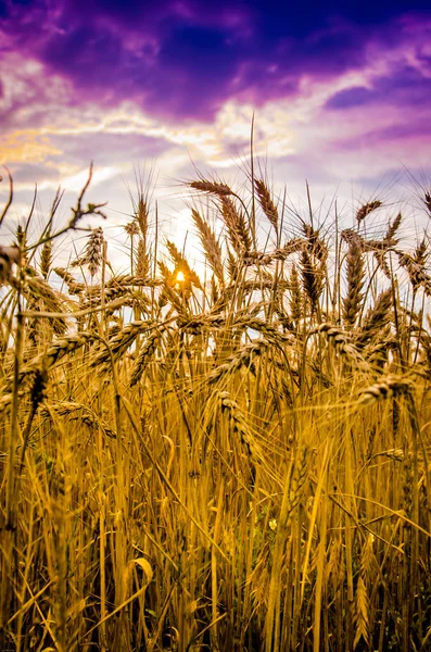 Pšeničné pole proti dramatické obloze — Stock fotografie