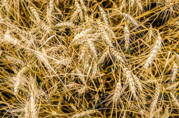 Gouden tarweveld — Stockfoto