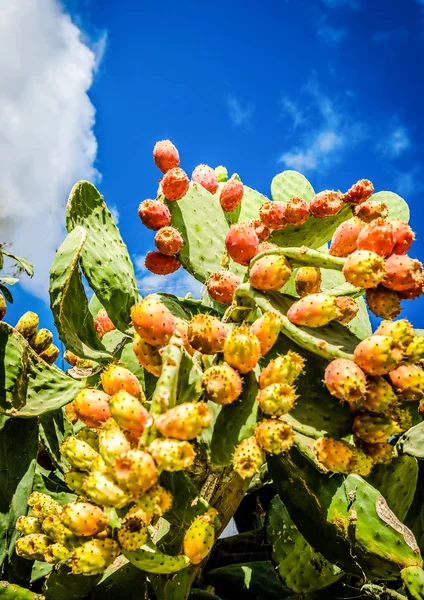 Kaktus owoców, Błękitne niebo — Zdjęcie stockowe