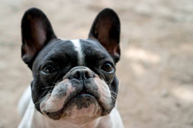 Kapatın küçük şirin siyah beyaz Fransız buldog köpeğini. 