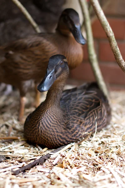 A pet Khaki Campbell duck in the garden — Stock Photo, Image