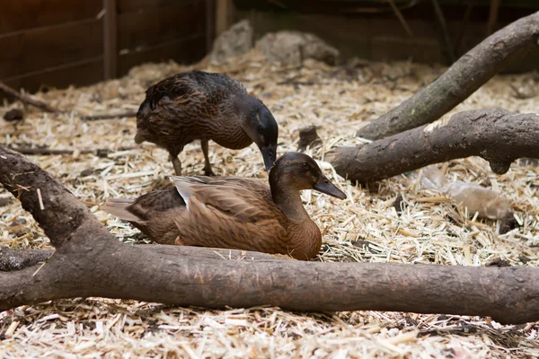 A pair of pet Khaki Campbell ducks in the garden — Stock Photo, Image