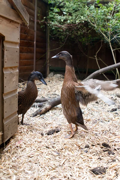 A pair of pet Khaki Campbell ducks in the garden — Stock Photo, Image