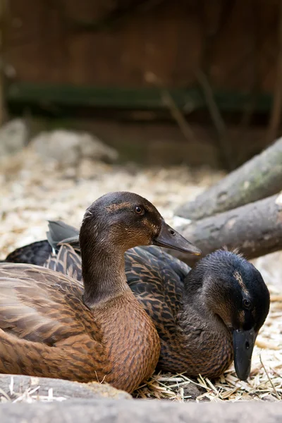 Dvojice domácích khaki campbell kachny v zahradě — Stock fotografie